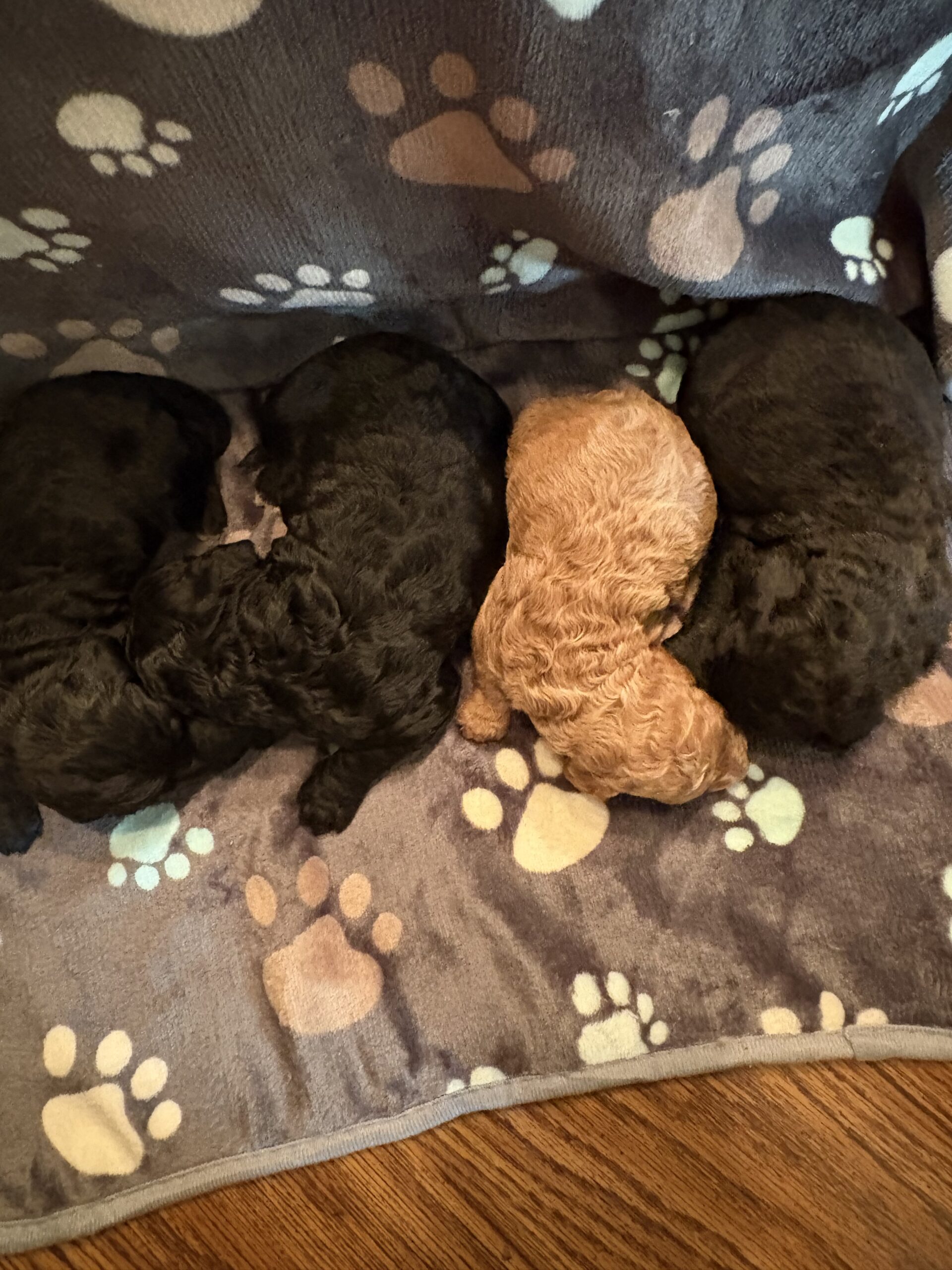 F1B Standard Goldendoodle Puppies