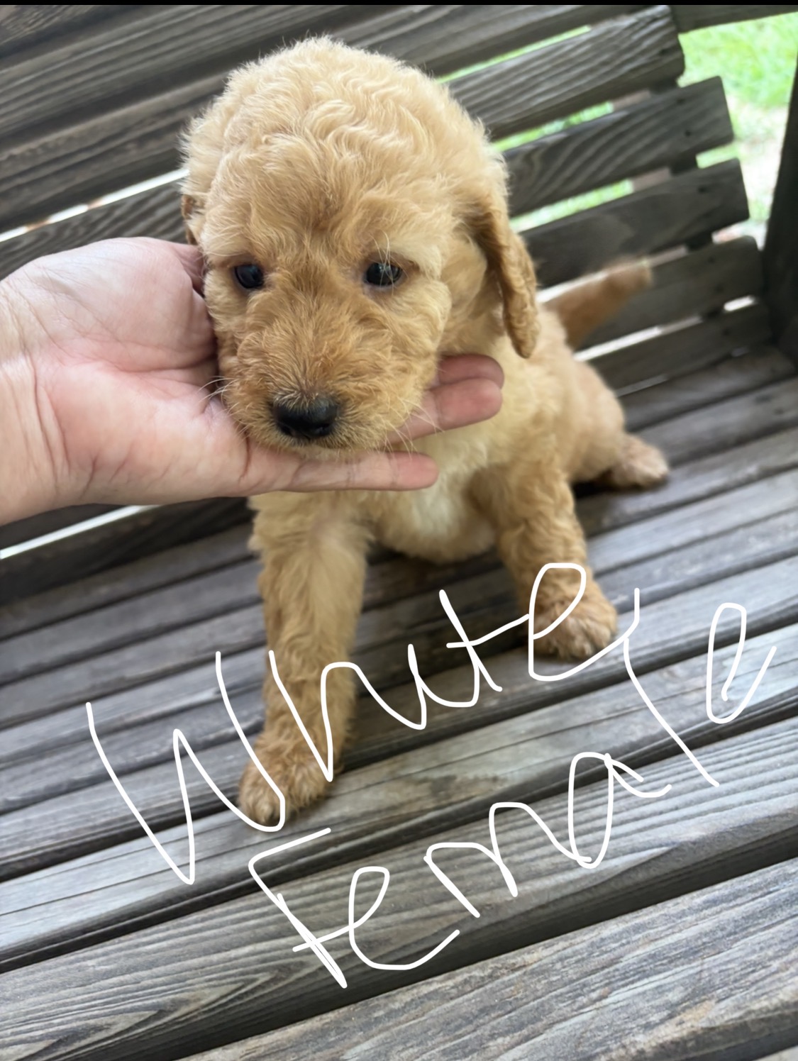 $600 F1B Standard Goldendoodle Puppies