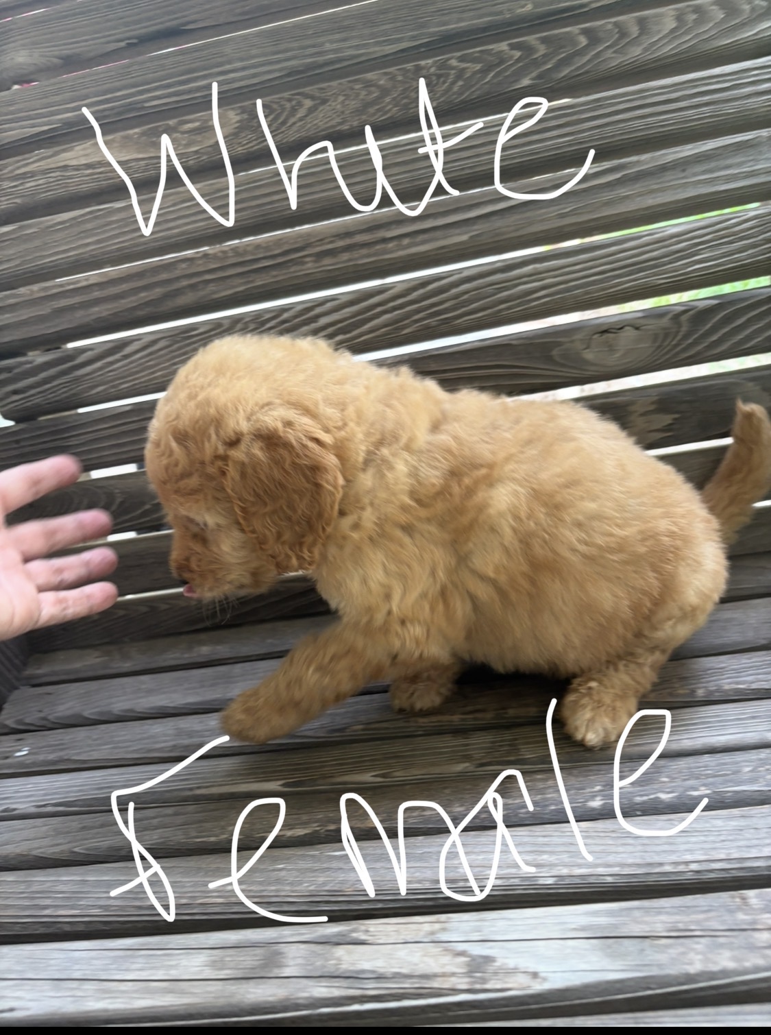 $600 F1B Standard Goldendoodle Puppies