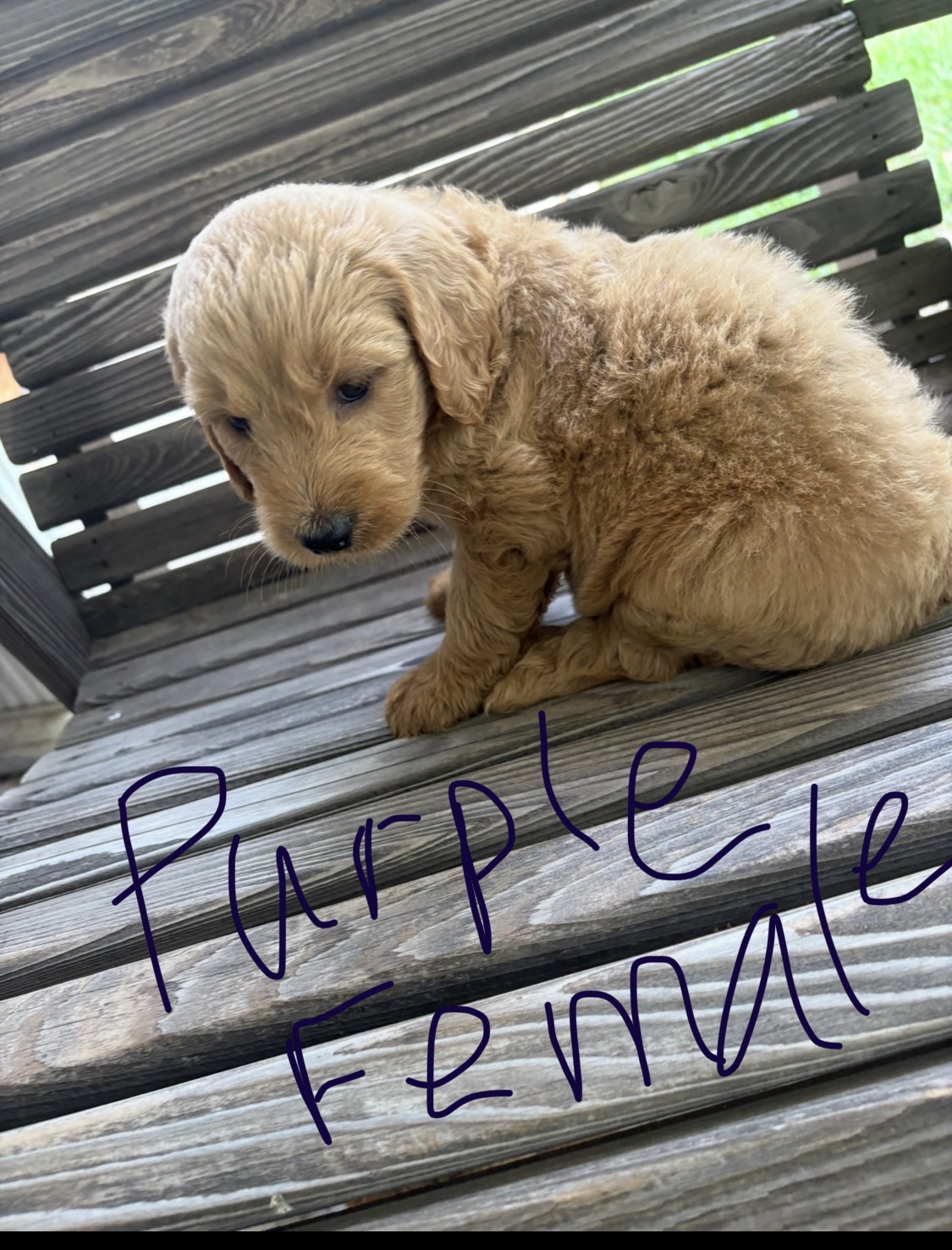 $600 F1B Standard Goldendoodle Puppies