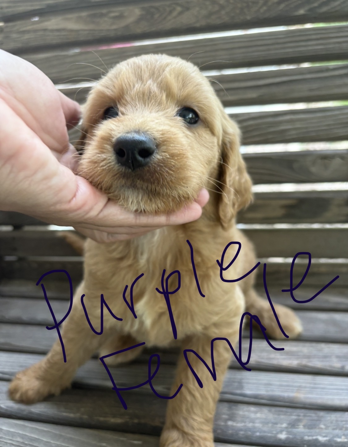 $600 F1B Standard Goldendoodle Puppies