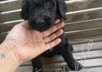 $600 F1B Standard Goldendoodle Puppies