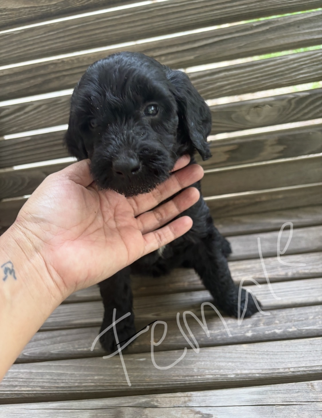 $600 F1B Standard Goldendoodle Puppies