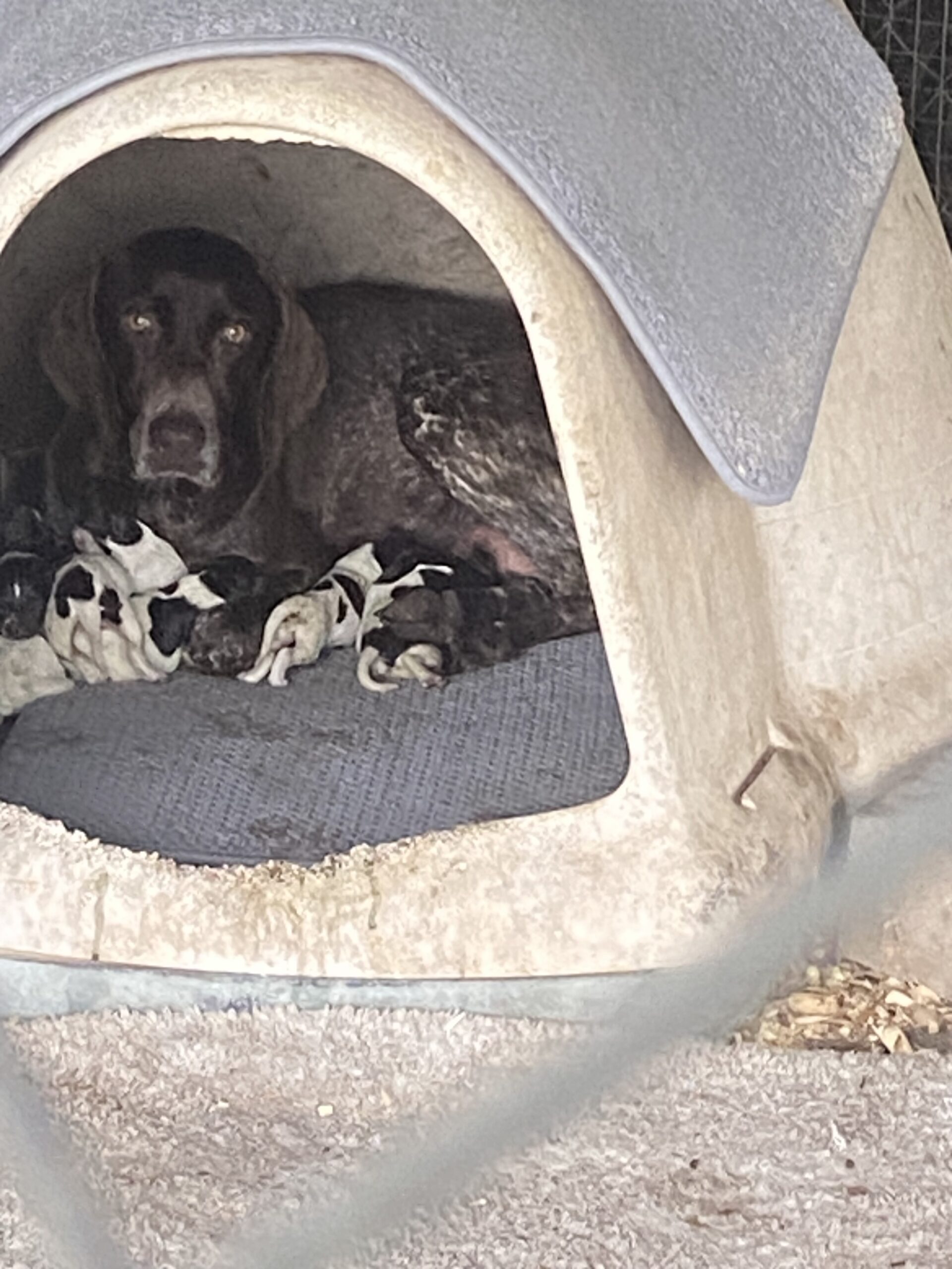 Registered German Shorthaired Pointer Puppies