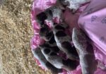 AKC German Shorthaired Pointer Puppies,