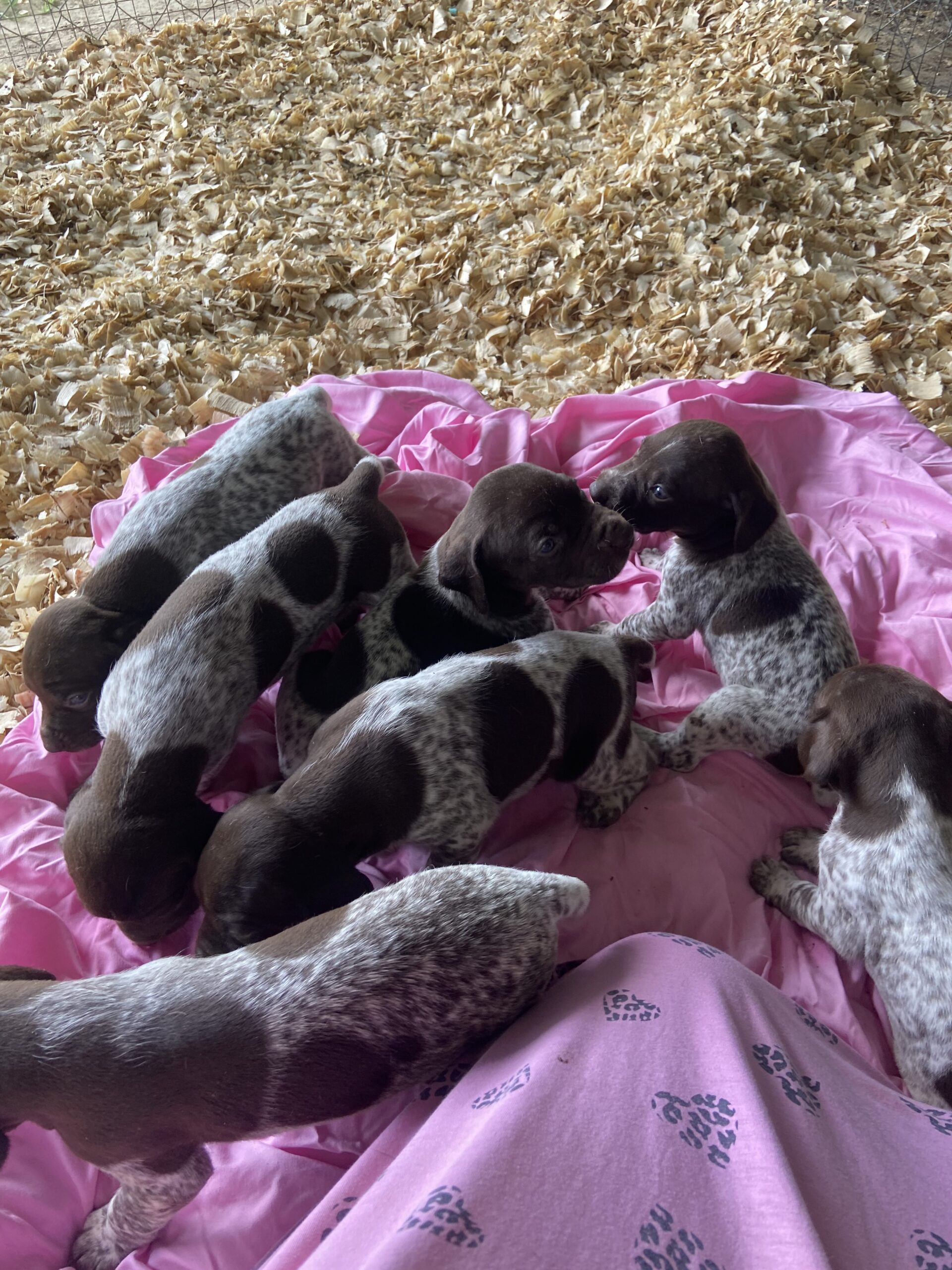 AKC German Shorthaired Pointer Puppies,