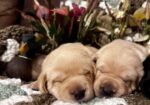 AKC Lab Puppies