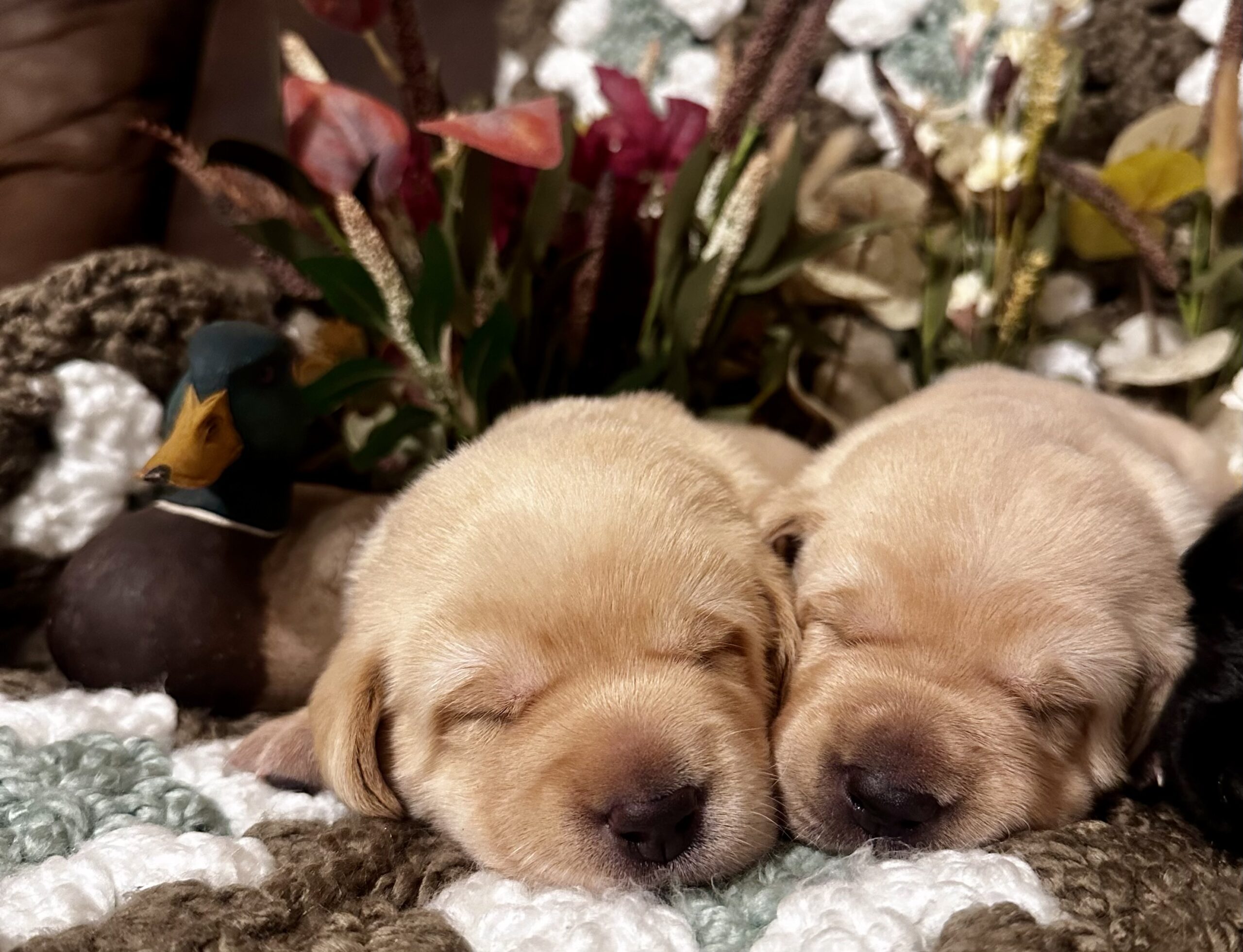 AKC Lab Puppies