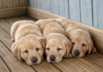 AKC Lab Puppies