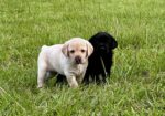 AKC Lab Puppies