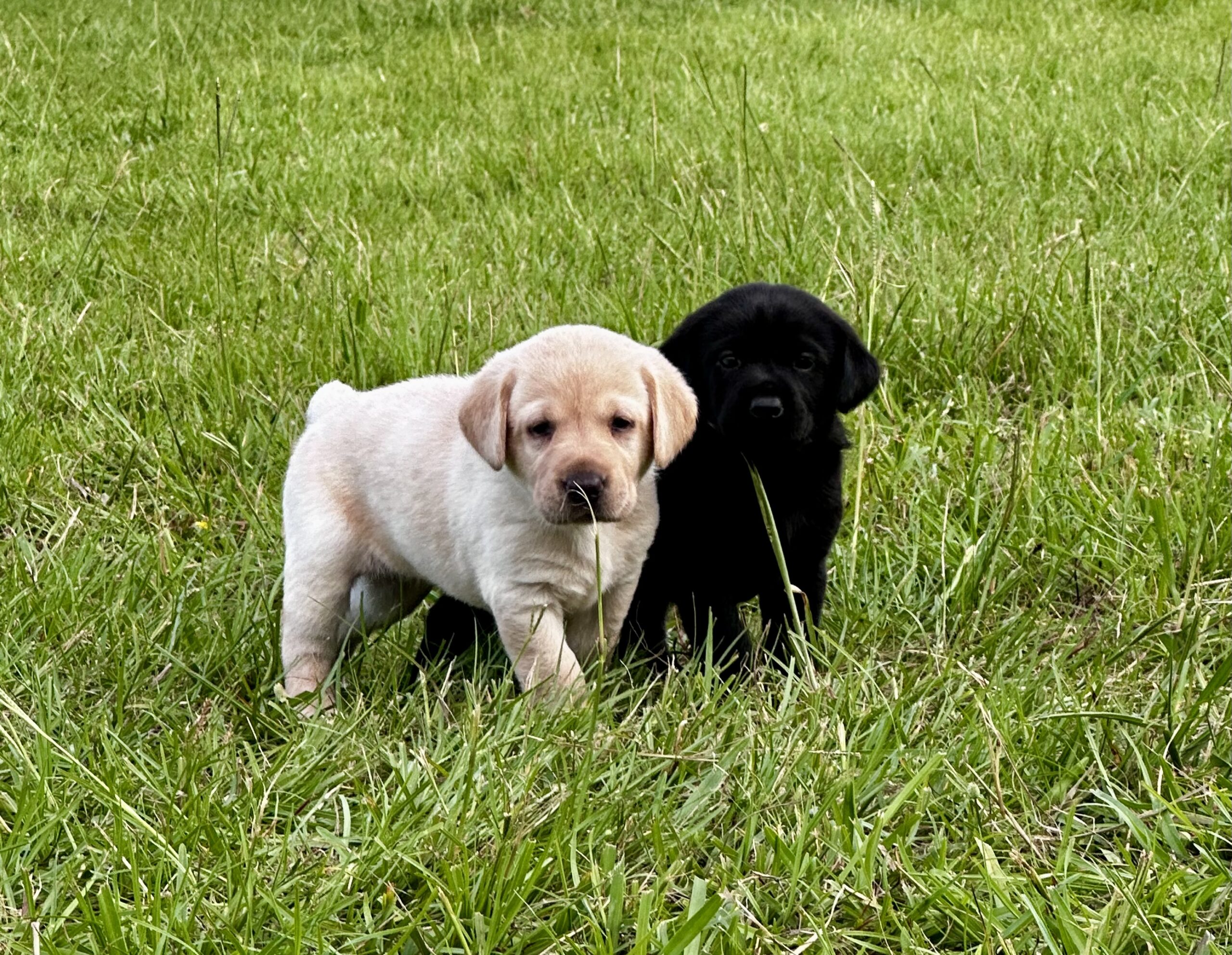 AKC Lab Puppies