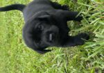 AKC Lab Puppies