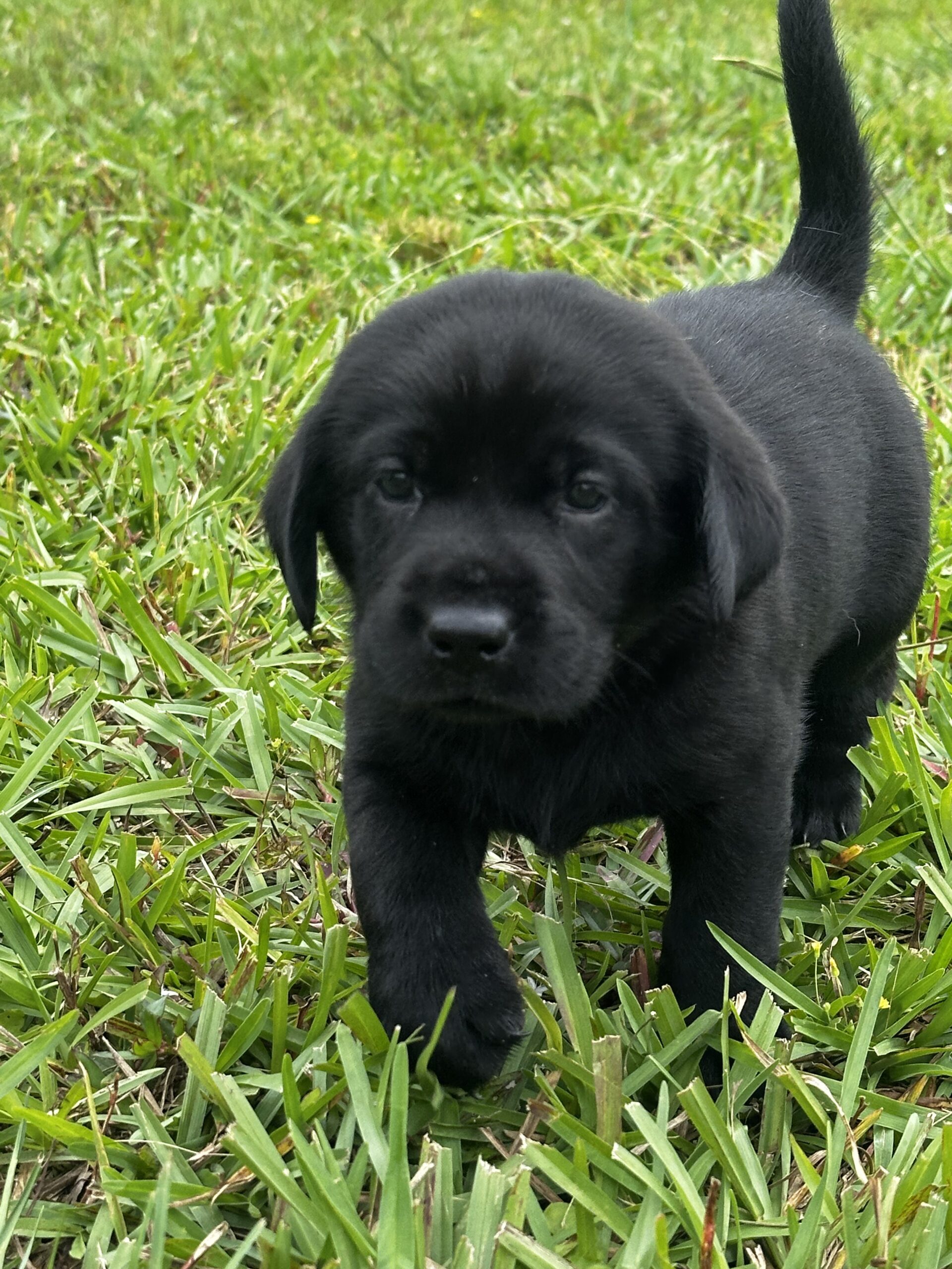 AKC Lab Puppies