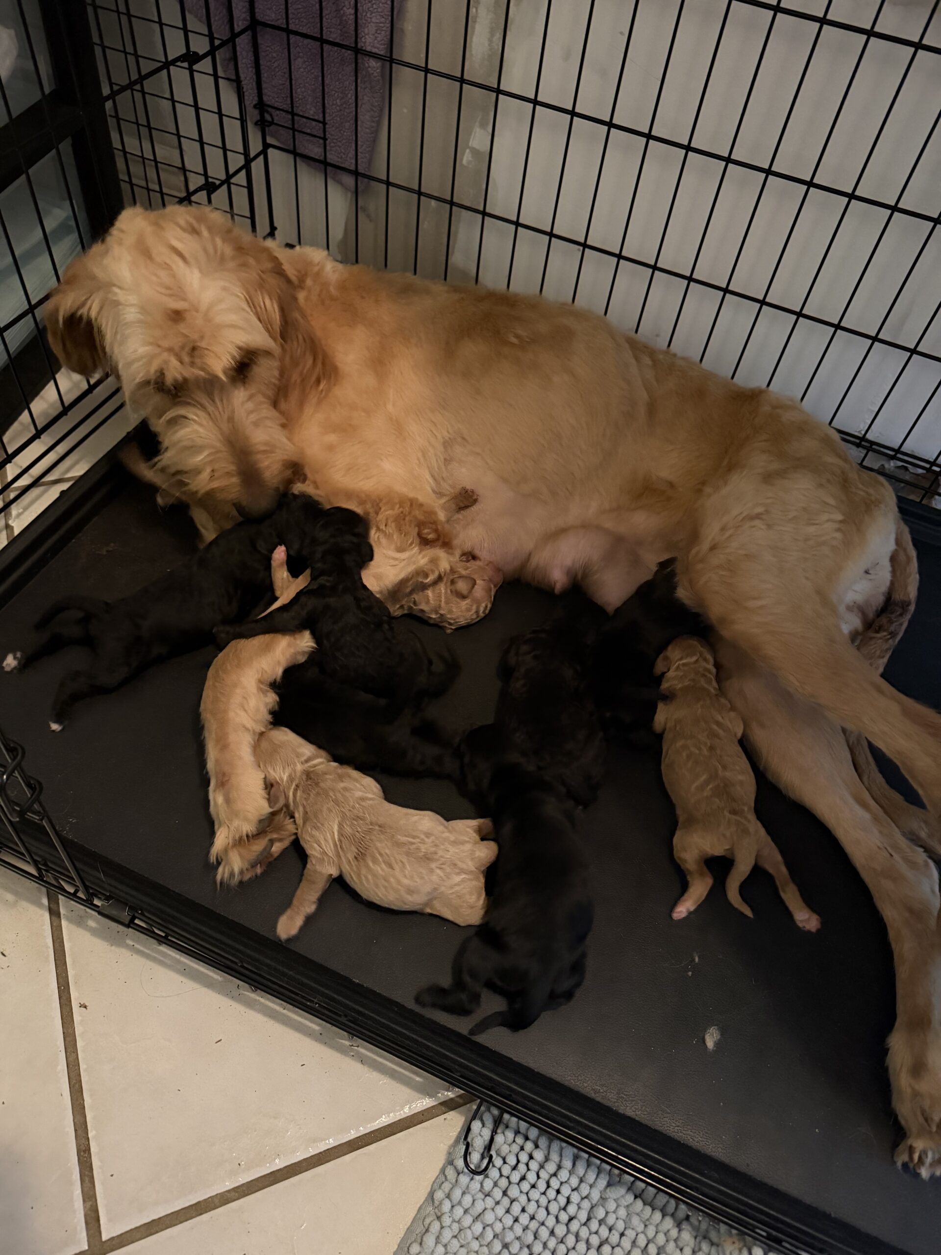 Golden doodle puppies