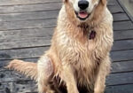 AKC GOLDEN RETRIEVER PUPPIES