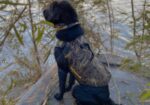 AKC Black Labrador Retriever Pups READY NOW