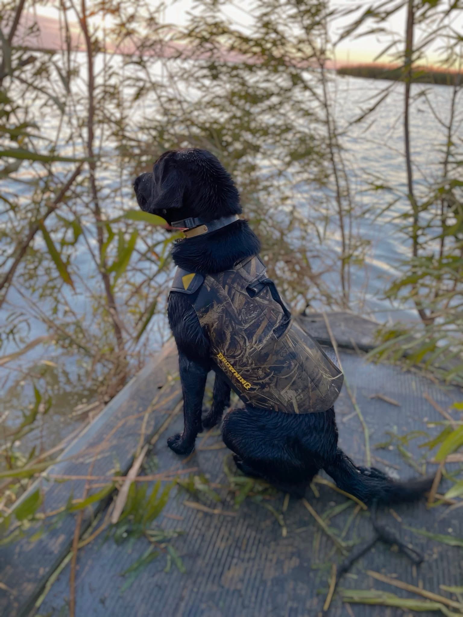 AKC Black Labrador Retriever Pups READY NOW