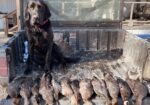 AKC Black Labrador Retriever Pups READY NOW