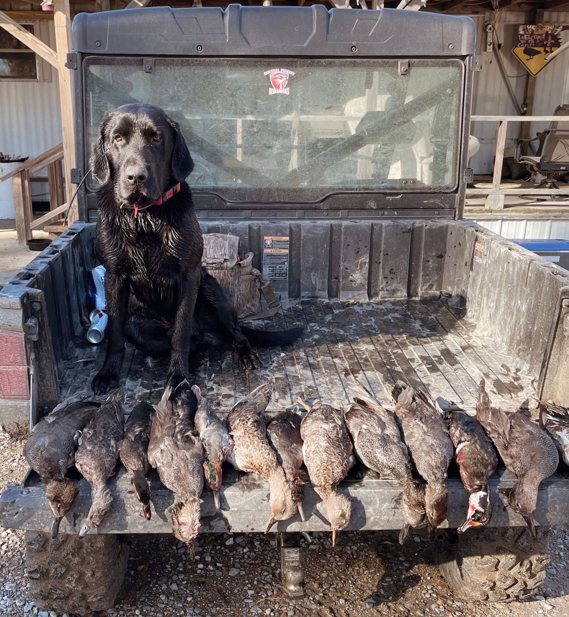 AKC Black Labrador Retriever Pups READY NOW