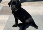 AKC Black Labrador Retriever Pups READY NOW