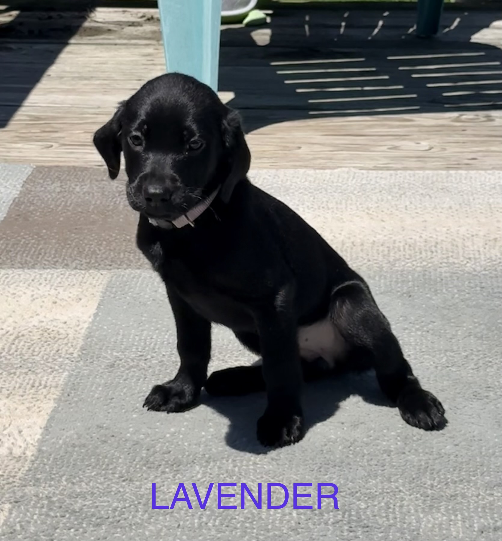 AKC Black Labrador Retriever Pups READY NOW