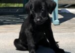 AKC Black Labrador Retriever Pups READY NOW
