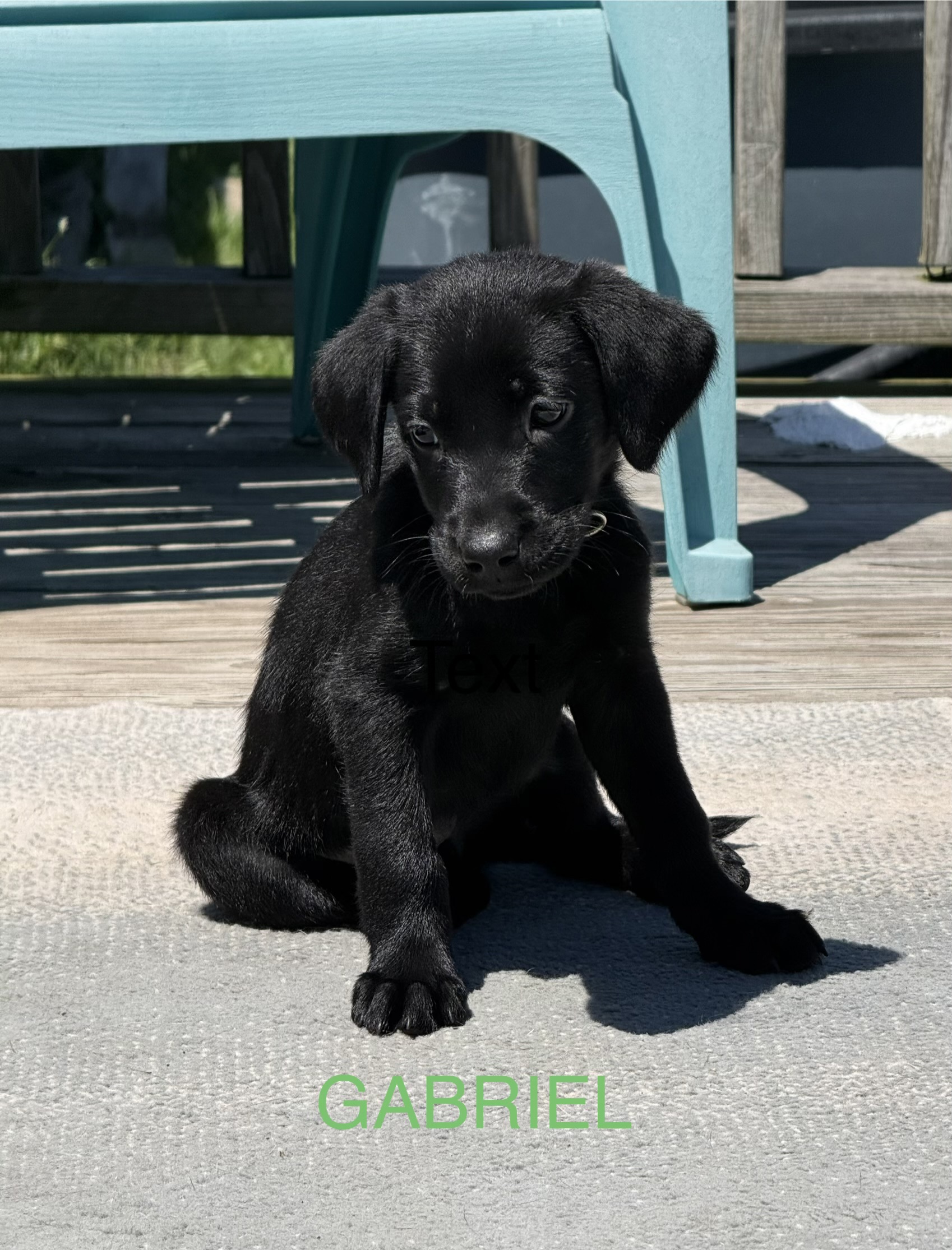 AKC Black Labrador Retriever Pups READY NOW