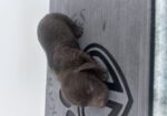 Boykin Spaniel Puppies