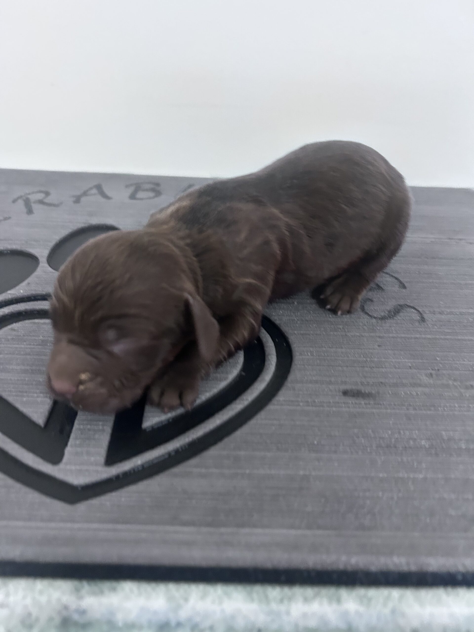 Boykin Spaniel Puppies