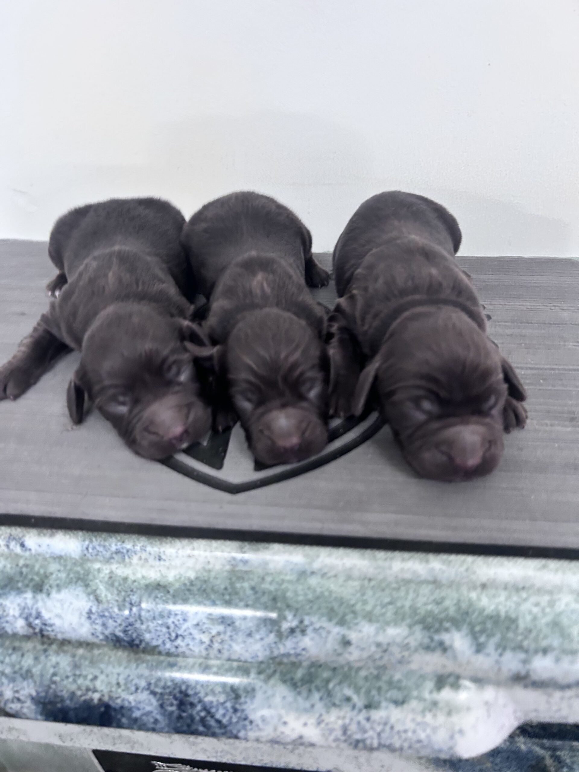 Boykin Spaniel Puppies