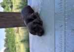 Boykin Spaniel Puppies