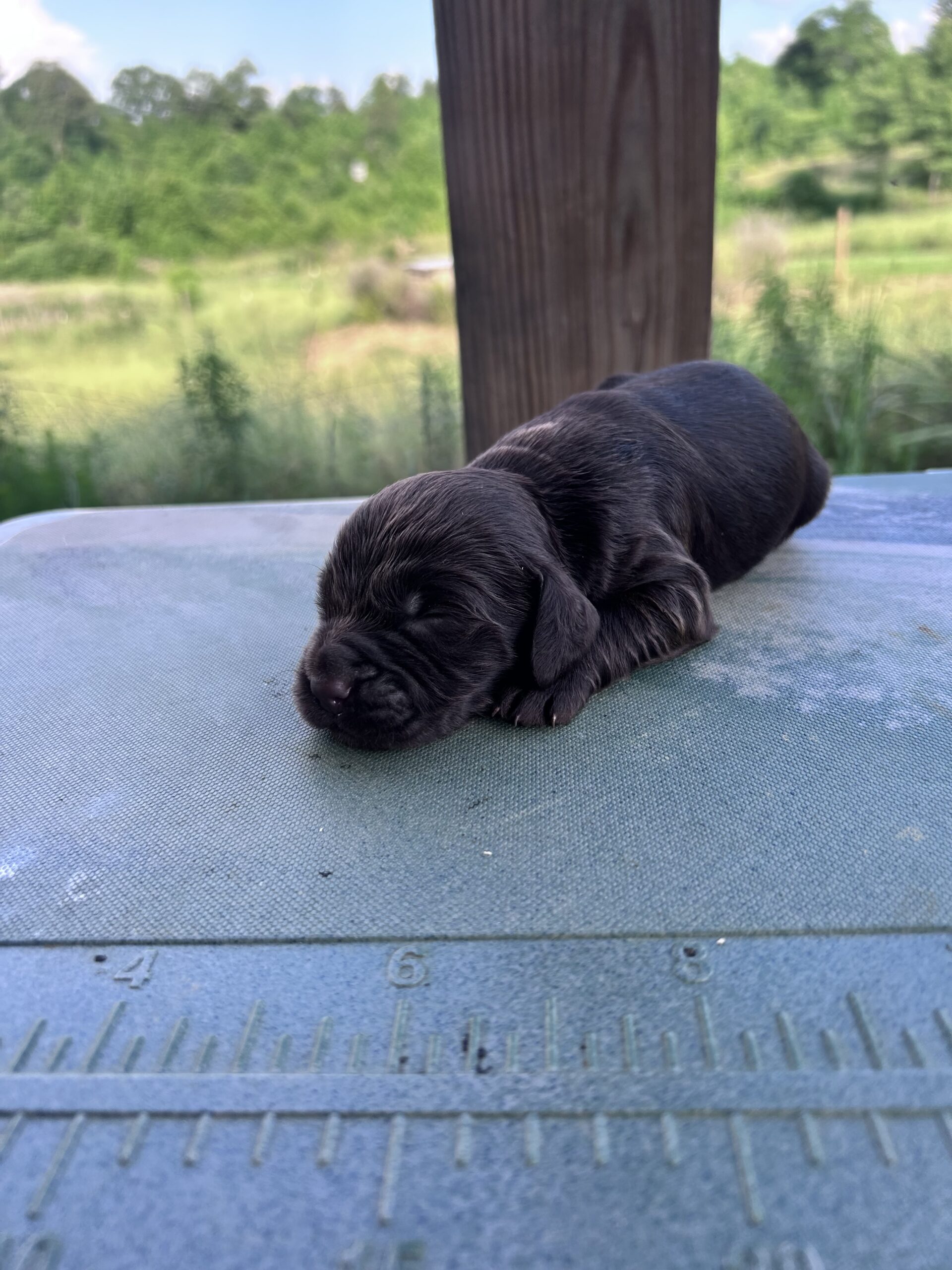 Boykin Spaniel Puppies