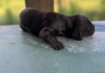 Boykin Spaniel Puppies