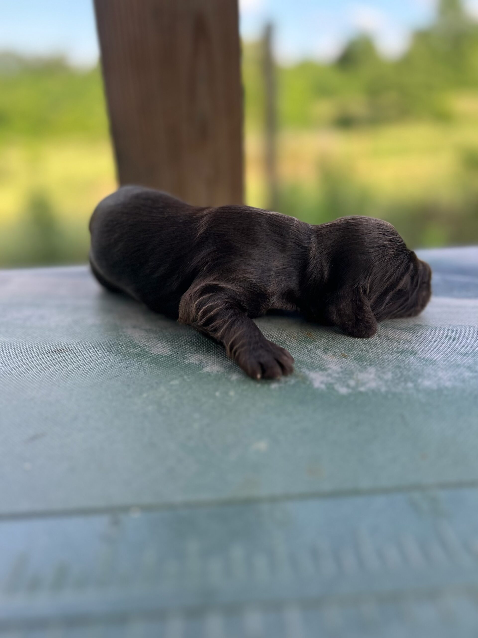 Boykin Spaniel Puppies