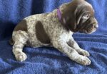 German Shorthaired Pointer Puppies
