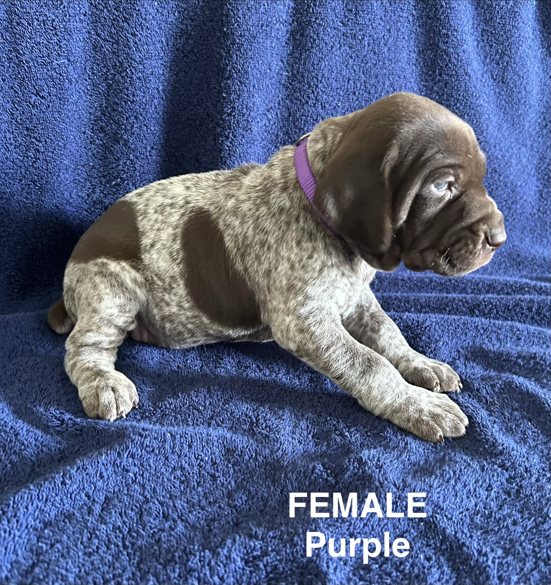 German Shorthaired Pointer Puppies