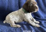 German Shorthaired Pointer Puppies