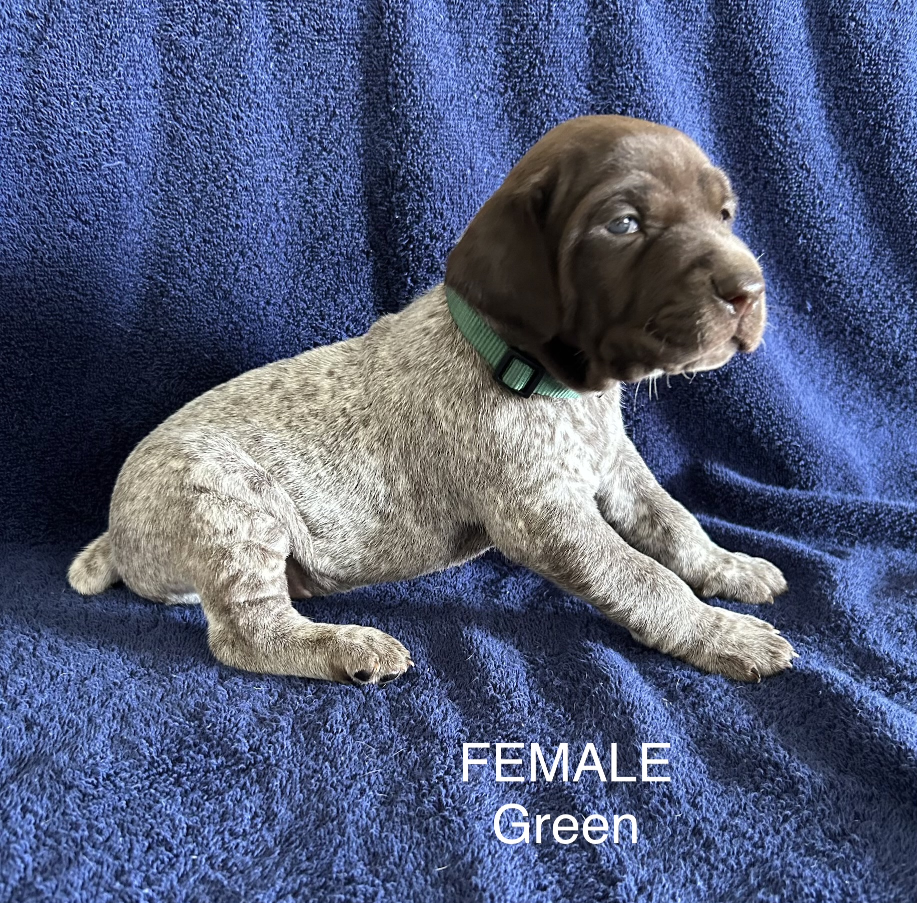 German Shorthaired Pointer Puppies