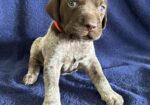 German Shorthaired Pointer Puppies