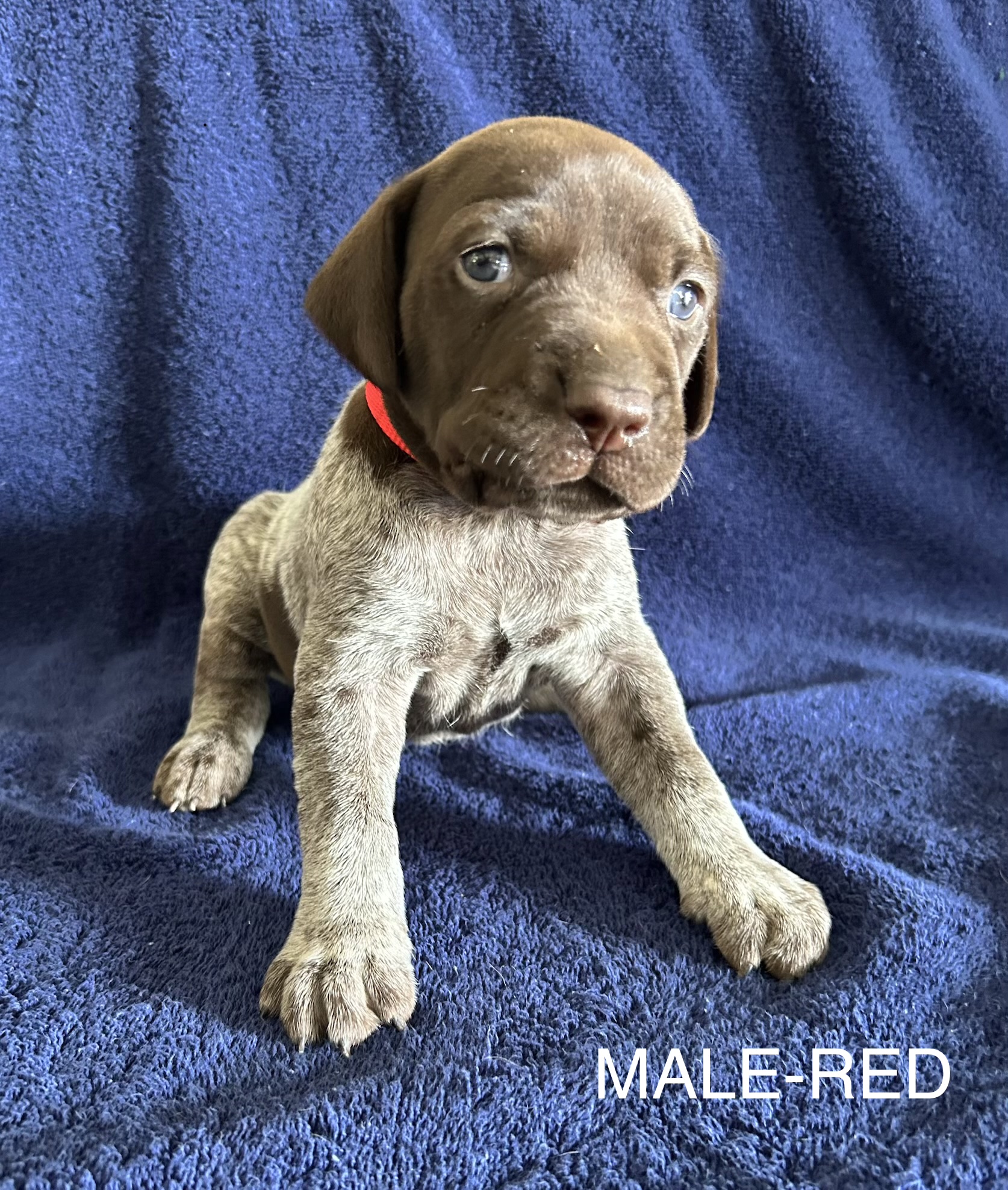 German Shorthaired Pointer Puppies