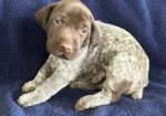 German Shorthaired Pointer Puppies