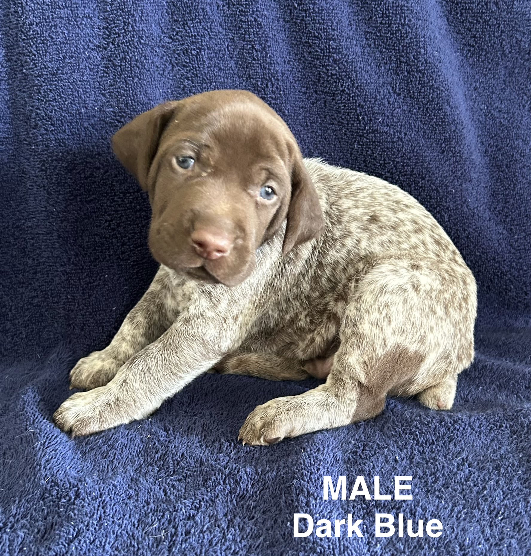 German Shorthaired Pointer Puppies
