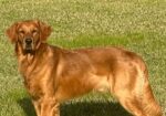 AKC GOLDEN RETRIEVER PUPPIES