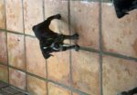 Pointer-Lab Mix Puppies