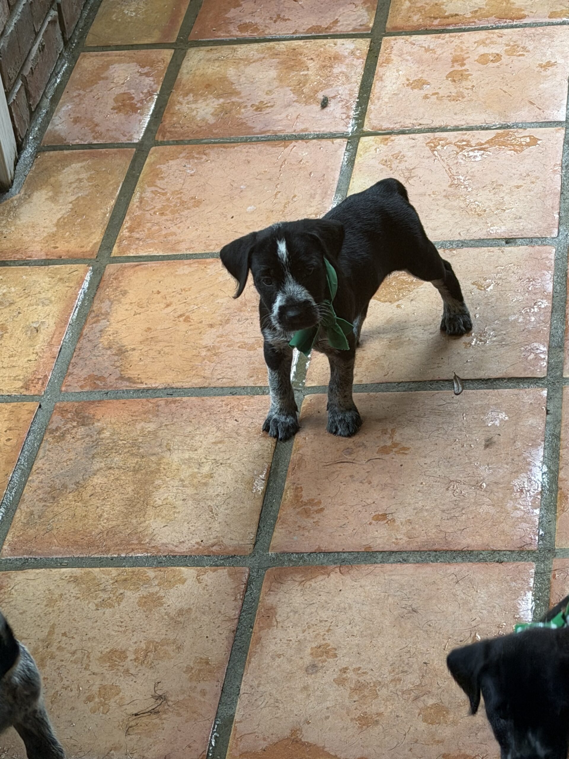 Pointer-Lab Mix Puppies