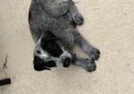 Pointer-Lab Mix Puppies