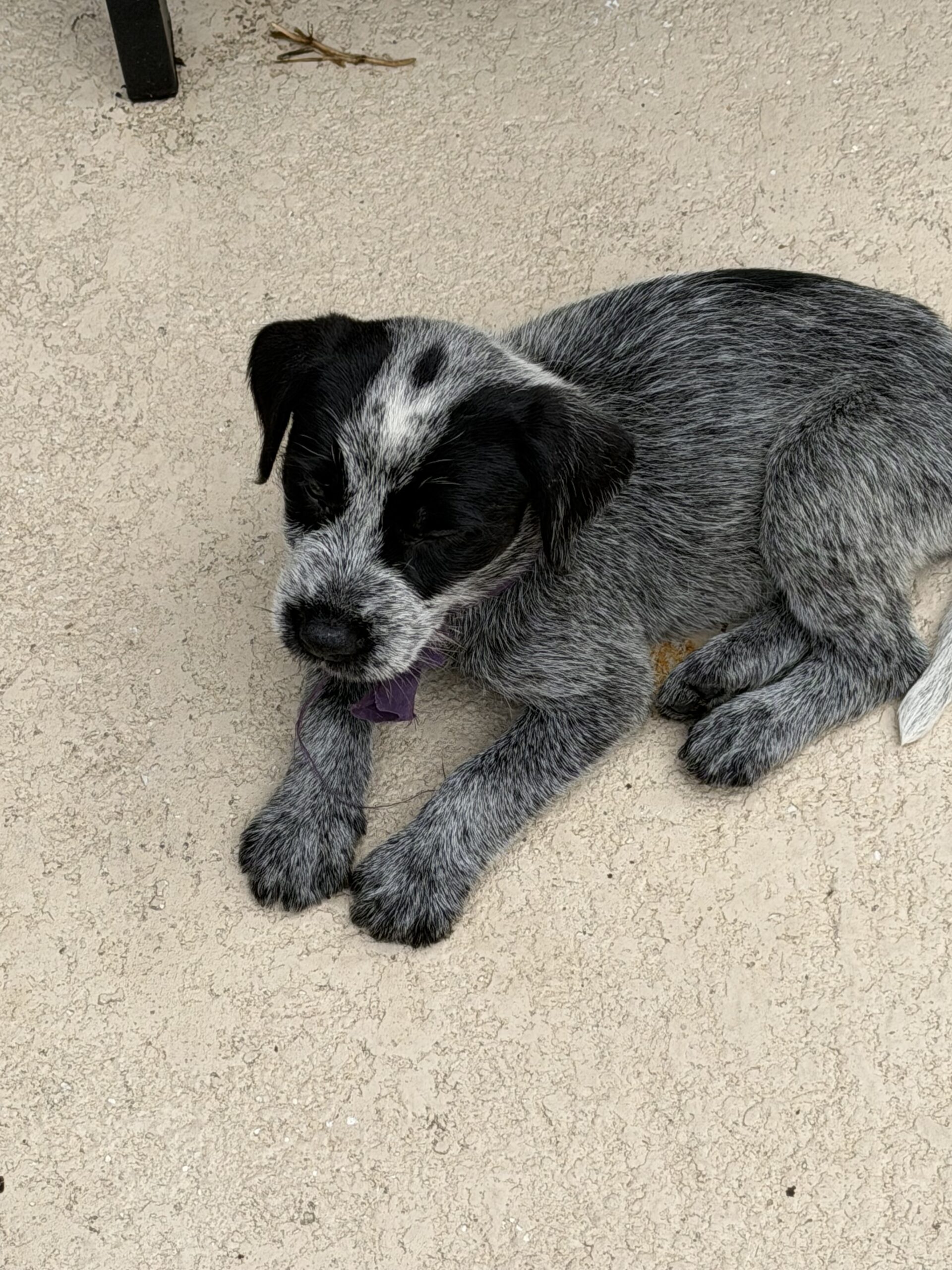 Pointer-Lab Mix Puppies