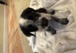 Pointer-Lab Mix Puppies