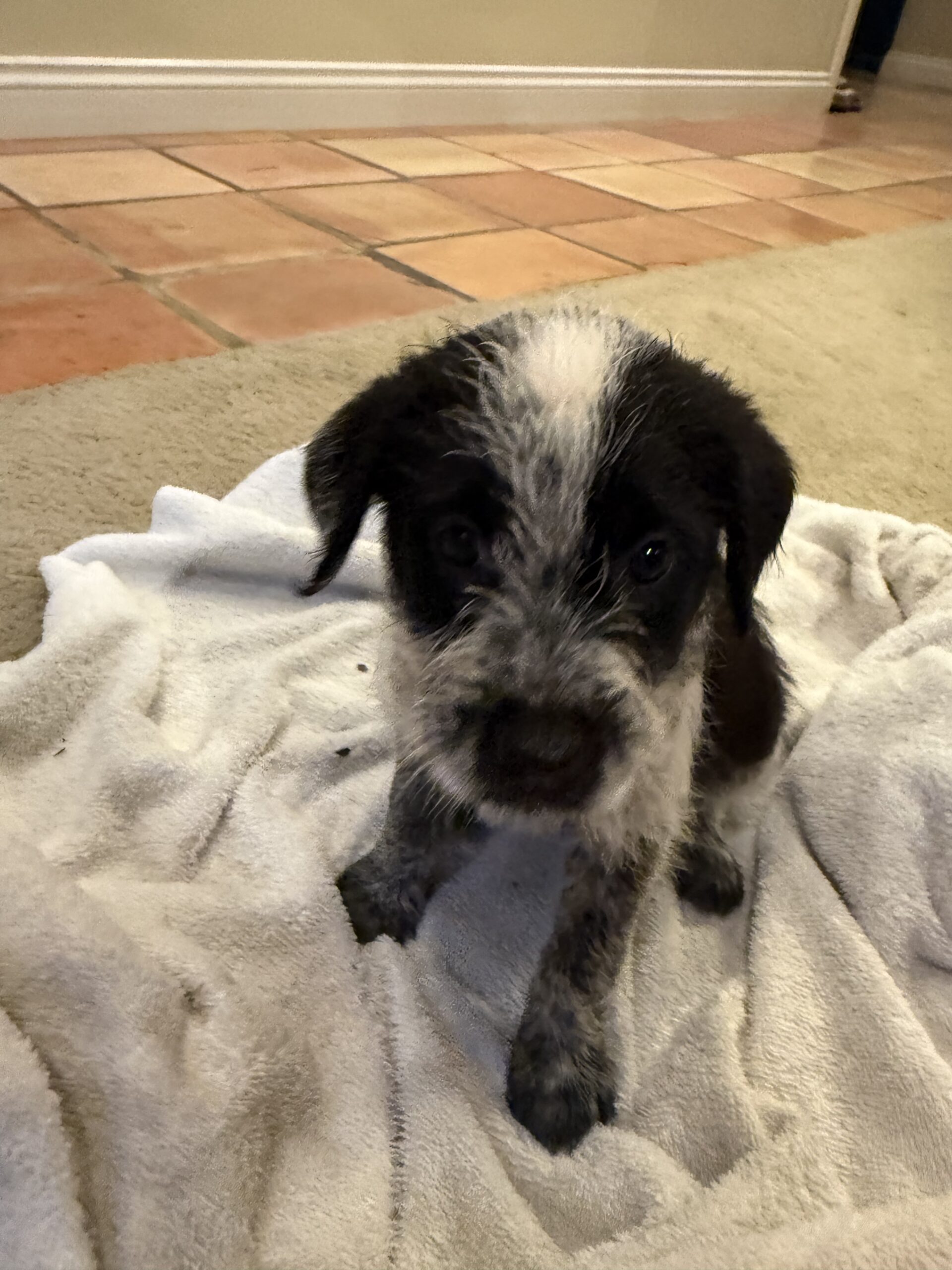 Pointer-Lab Mix Puppies