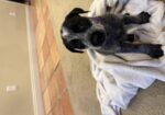 Pointer-Lab Mix Puppies